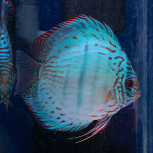 【現地セレクト個体】Dr.テオ ロイヤルブルー・ディスカス 12～13cm±(5087t-12-04番/水槽番号:01右)