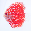 【お買い得!セット】パールラフレシア・ディスカス 6cm(3匹セット)(560-06-03番/水槽番号:0)