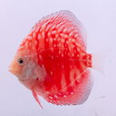 【お買い得2匹セット】熱帯魚 ディスカス 生体【スターダストレッド】 6cm(839-06-02番/水槽番号:127)