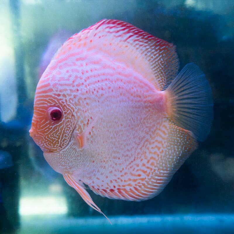 熱帯魚 ディスカス 生体【アルビノスネーク】15cm± 現地セレクト写真個体