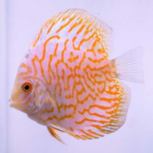 イエローラフレシア・ディスカス 7cm ( 773-07-01番/水槽番号:066)