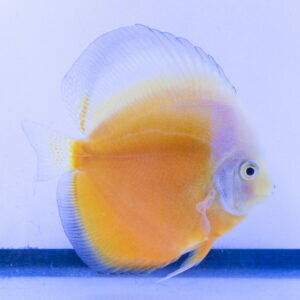 パーシモンイエロー・ディスカス 10cm(5067-10-01番/水槽番号:125)