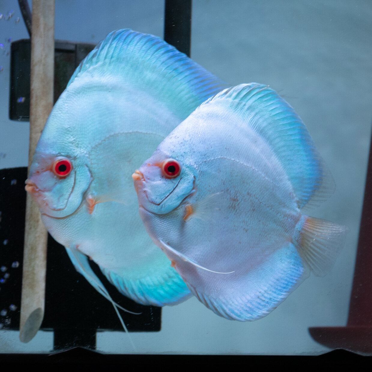 （熱帯魚 ディスカス 生体 ペア）スーパーブルーダイヤモンド 12-14cm±