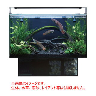試算してみた アベニーパファーを飼うための初期費用はいくら オールインワン水槽年版 コフグライフ 水槽のある暮らし大百科 試算してみた アベニーパファーを飼うための初期費用はいくら オールインワン水槽年版 コフグライフ 水槽のある暮らし大百科