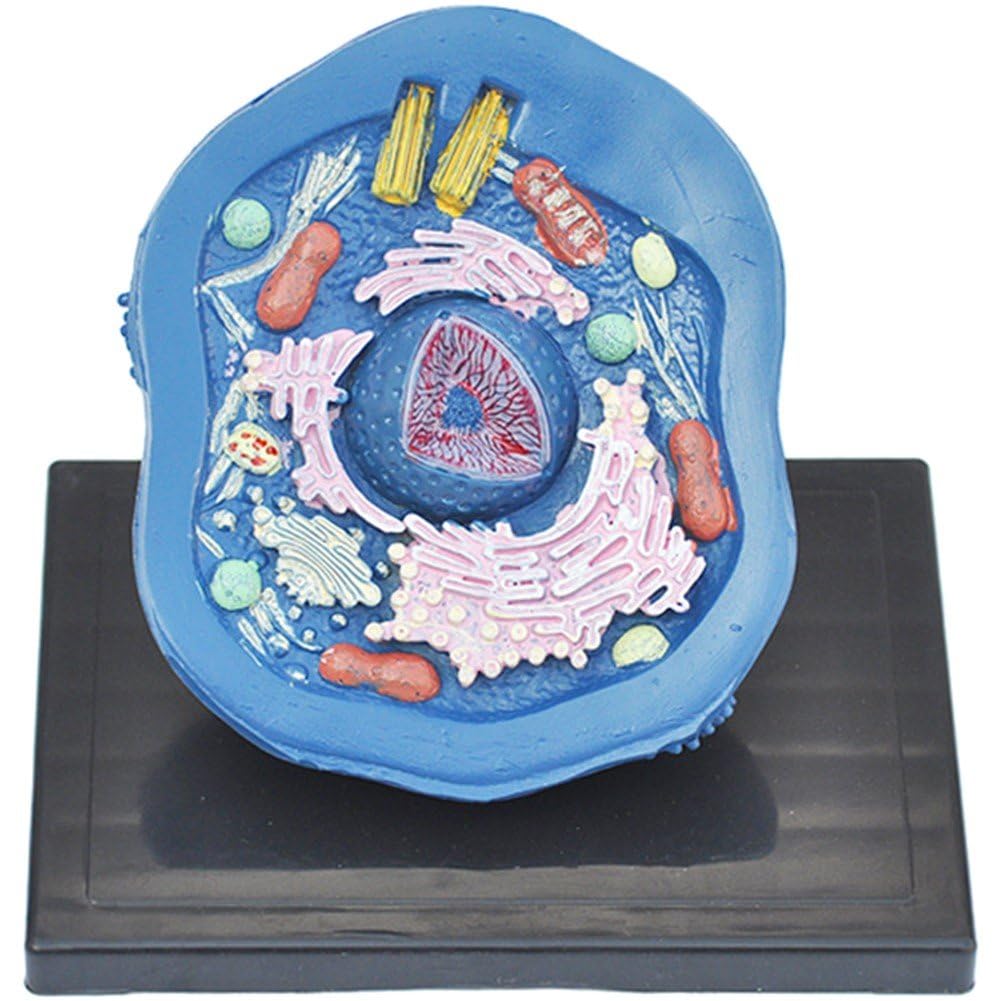 動物細胞モデル 生物学 動物細胞 解剖学 モデル 教育 科学 キット 生物学 解剖学 科学 プロジェクト 教..