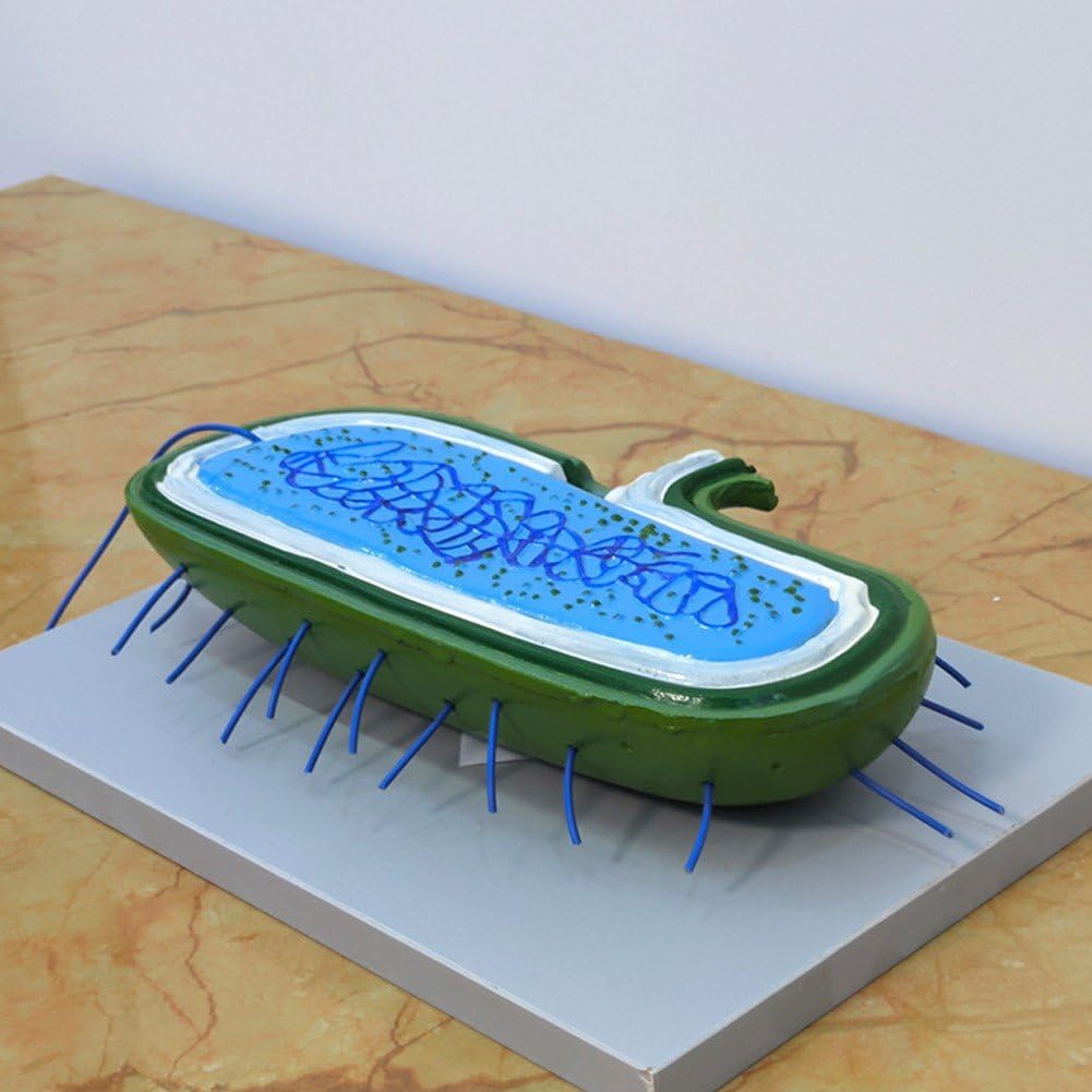 細菌モデル 細胞壁 細胞質膜 細胞質核様体 リボソーム 鞭毛 教育モデル デモンストレーション