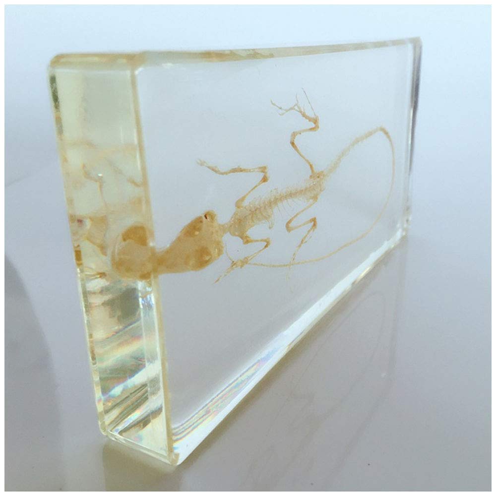 トカゲの骨格の自然な骨のモデル-トカゲの骨格の標本-透明な樹脂の標本動物の解剖学教育機器生物学的モ..