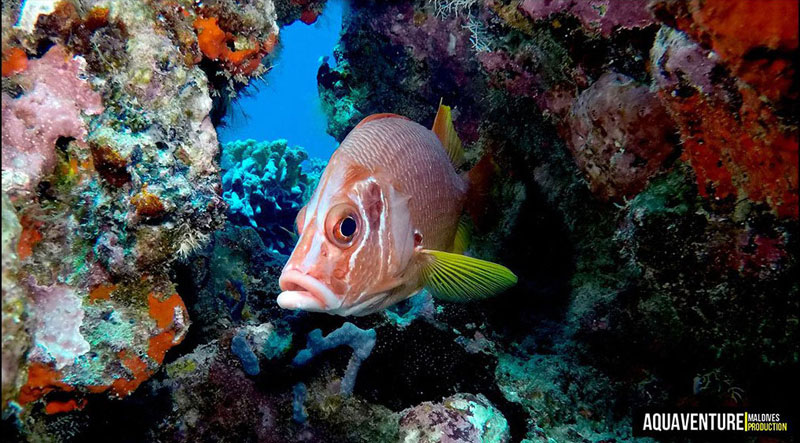 DIVEPRO�ʥ����֥ץ���[D40F] 4200�롼��� �ե��ȥ饤�� �ӥǥ��饤�� ���������� ����LED�饤�� �磻�� 100��100m�ɿ� 5000K ���ż� �ܥ��󥹥��å� ���楫��� ���滣�� �����塼�Х����ӥ� ���Ρ������ ����������ӥ�