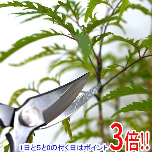 乐天商城 - 【1日と5.0のつく日、18日はポイント3倍！】[受発注]千吉 金 本鍛造 スリム剪定鋏 190mm