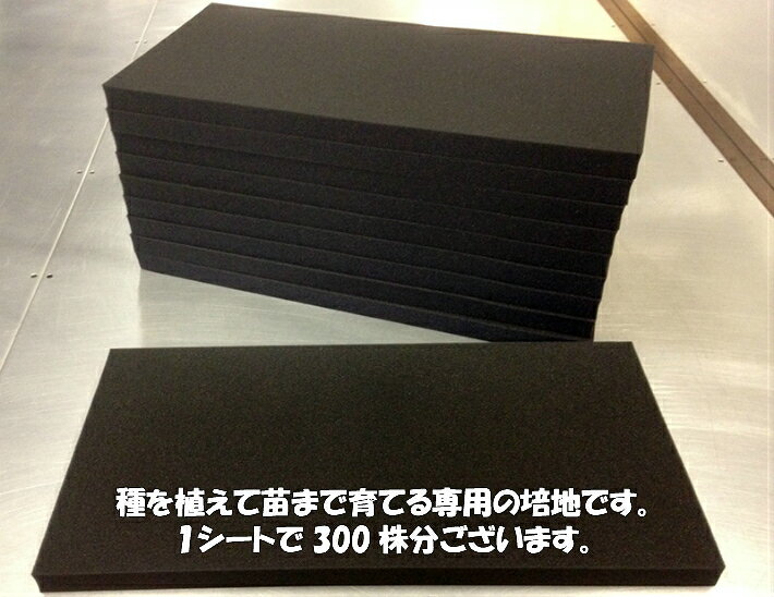 水耕栽培用ウレタン苗床　黒色　300株　日本製 お部屋で栽培 衛生的 家庭菜園 培地 2