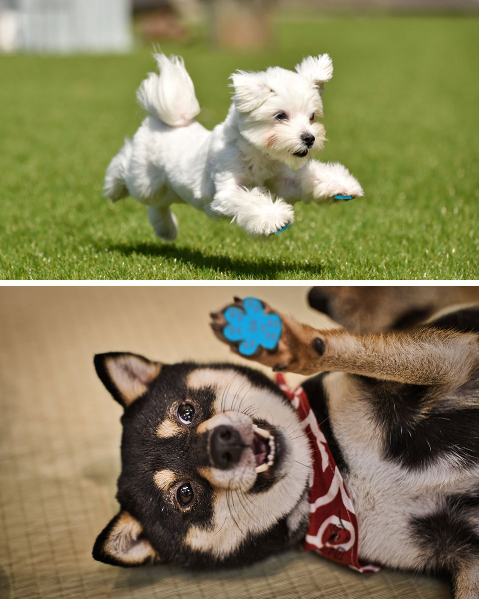 【メール便送料無料】 犬 フローリング 滑り止め ペット用靴下シール 【48枚セット】 犬用足裏シール 防水 足裏パッド 肉球ケア 脚パッド ペット 足 滑り止め シール 犬 滑り止め 靴下 犬用ソックス 防水 貼るだけ 転倒防止 滑らない ルームソックス ペット用品 y2 2