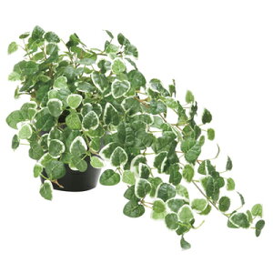 【直送品】【代引き不可】光の楽園 プミラ 造花 人工観葉植物 人工観葉 フェイクグリーン 光触媒 V-CAT 光触媒造花 光触媒観葉植物 インテリアグリーン アートグリーン 人工 観葉 植物 新築祝い 開店祝い 引越し祝い お祝い 贈答品 母の日 誕生日 プレゼント ギフト おすすめ