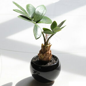 【直送品】【代引き不可】光の楽園 パキラインポット 造花 人工観葉 フェイクグリーン 光触媒 観葉植物 光触媒造花 ギフト プレゼント 贈り物 お祝い 贈答品 グッズ おすすめ 通販 人気