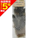 【当店限定P5倍確定】アングル(ANGLE) ギニアホウル NA