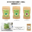 土なしプチ菜園栽培セット 45個セット 菜園 室内 野菜 栽培可能 植物育成 セット 観察 簡単 植物 育てる 安い 激安 まとめ買い 景品 粗品 イベント 記念品 来場 プレゼント