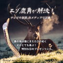 鹿角 【 半割 約20cm(ロング) 】【 小型犬 中型犬 用 】 ペット 北海道産 エゾシカ 犬のおもちゃ 誕生日 プレゼント しつけ いたずら防止 おやつ ドッグガム デンタルケア 蝦夷鹿 口臭対策 蝦夷鹿 鹿の角 シカの角 しかつの 犬 おもちゃ 3