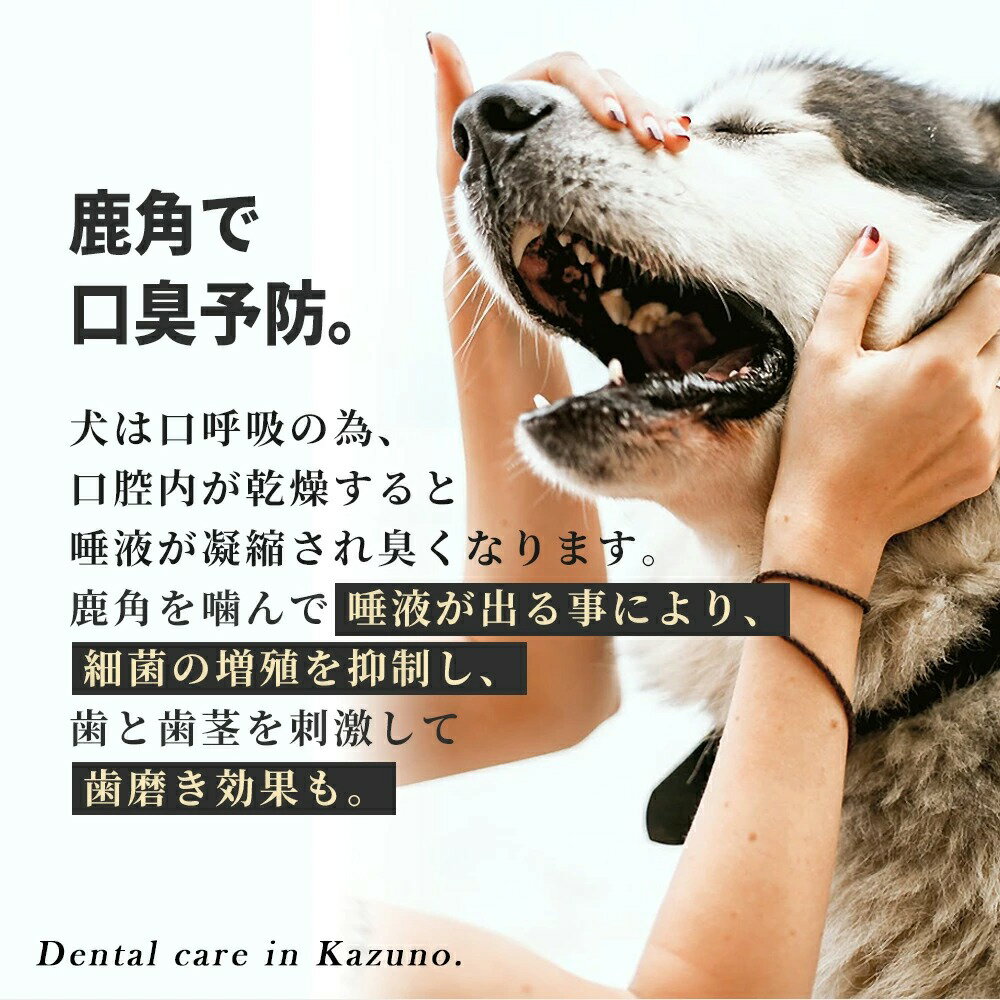 鹿角1000円ポッキリ【半割約11cm(ショート)】【小型犬中型犬用】ペット北海道産エゾシカ犬のおもちゃ送料無料誕生日プレゼントしつけいたずら防止おやつドッグガムデンタルケア蝦夷鹿口臭対策蝦夷鹿鹿の角シカの角しかつの犬おもちゃ