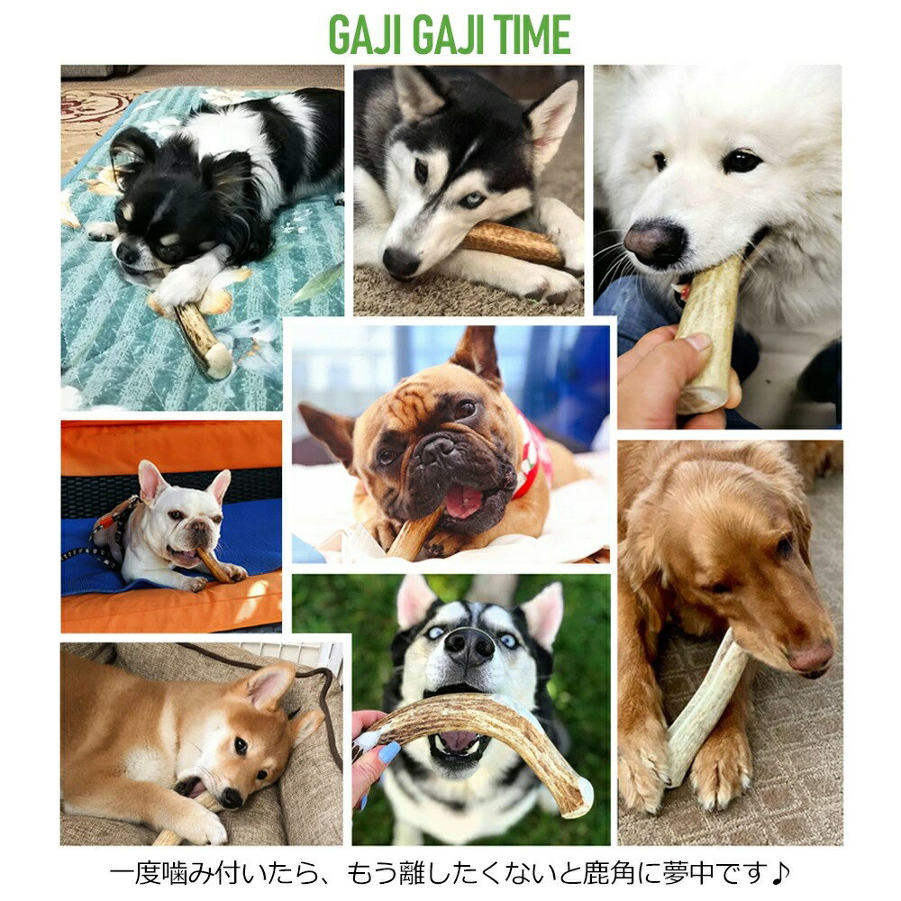 鹿角1000円ポッキリ【半割約11cm(ショート)】【小型犬中型犬用】ペット北海道産エゾシカ犬のおもちゃ送料無料誕生日プレゼントしつけいたずら防止おやつドッグガムデンタルケア蝦夷鹿口臭対策蝦夷鹿鹿の角シカの角しかつの犬おもちゃ