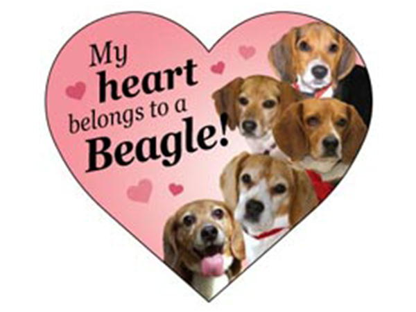 在庫限り　DOG　ハートマグネット【ビーグル】輸入雑貨・犬グッズ・犬雑貨
