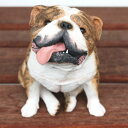 在庫限り フィギュア ドッグ 【ブルドッグ/お座りブリンドル】輸入雑貨 犬雑貨 犬グッズ