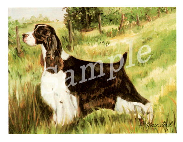 在庫限り　グリーティングカード Ruth【スプリンガースパニエル 　Standing】輸入雑貨　犬雑貨　犬グッズ