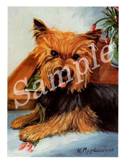 在庫限り　グリーティングカード Ruth【ヨークシャー・テリア 　PuppyCut】輸入雑貨　犬雑貨　犬グッズ