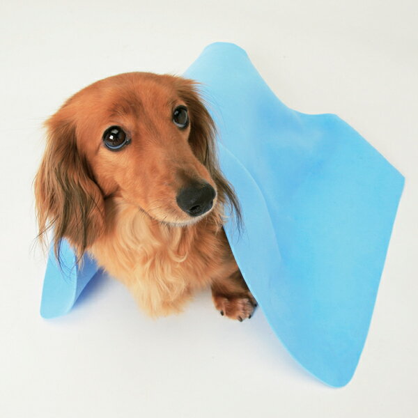 超吸水 ペット用タオル Mサイズ CKT-M 犬 猫 ペット