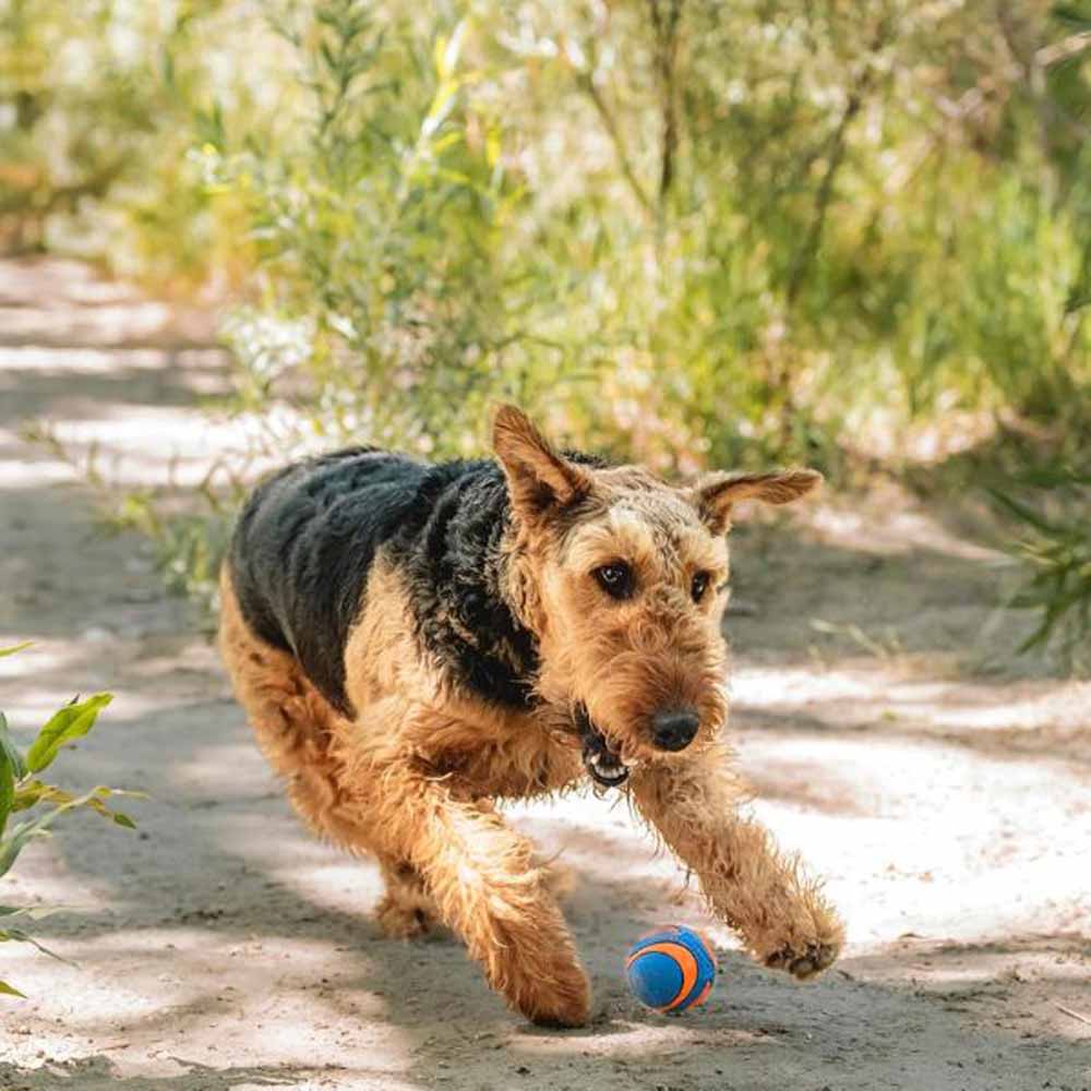 ★最大ポイント10倍《要エントリー》チャキット （Chuckit！） ウルトラスクイーカーボール ミディアム ..