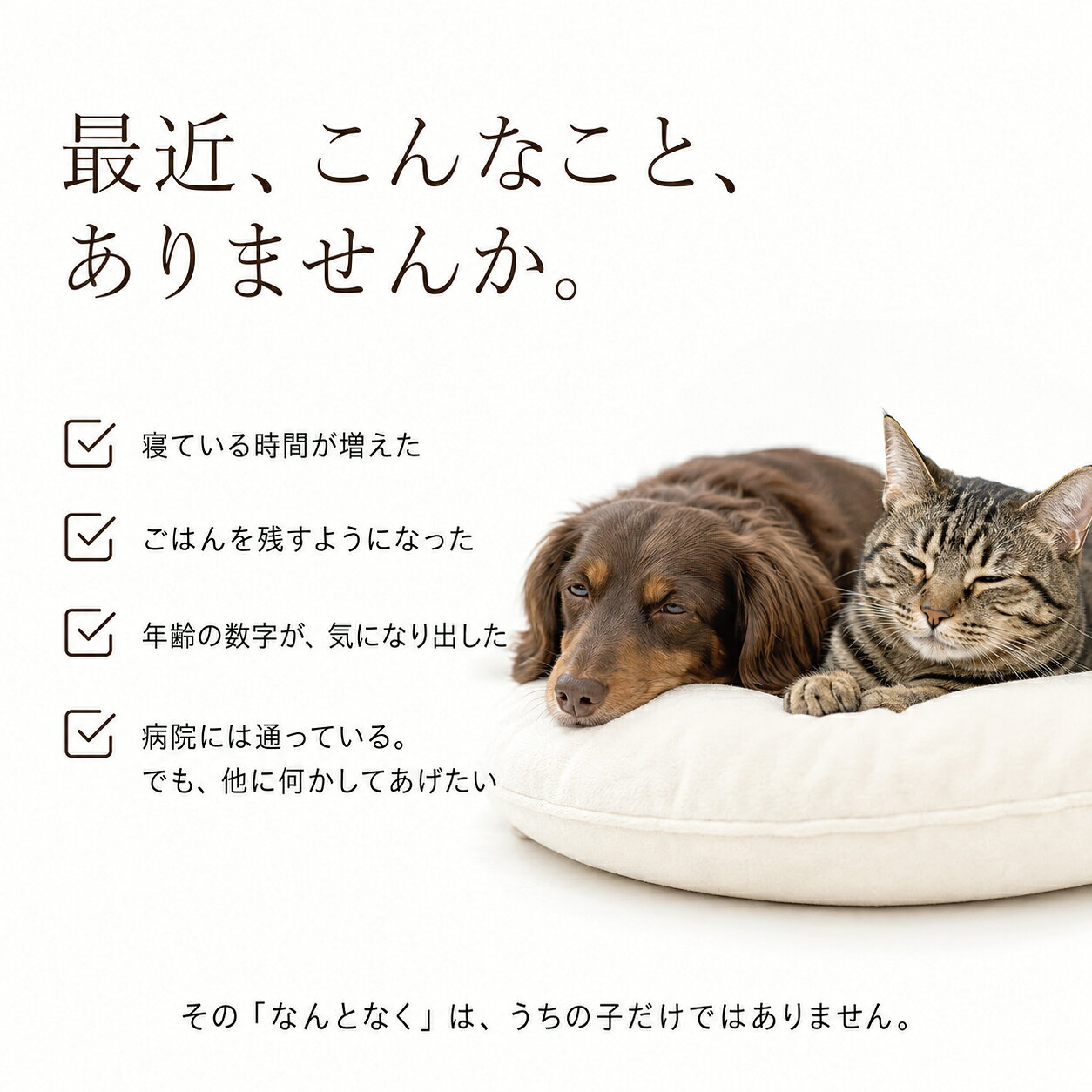 【βグルカン6.51g配合】犬・猫・ペットの花びら茸 ノニ サプリ シン・代謝の王様 30g ハナビラタケ はなびらたけ 無添加 国産 高齢犬 老犬 老猫 シニア犬 シニア猫 ふりかけ パウダー 粉末 犬用 猫用 漢方 dogdiner-10004932 犬猫の健康食専門店ドッグダイナー サンプル画像3