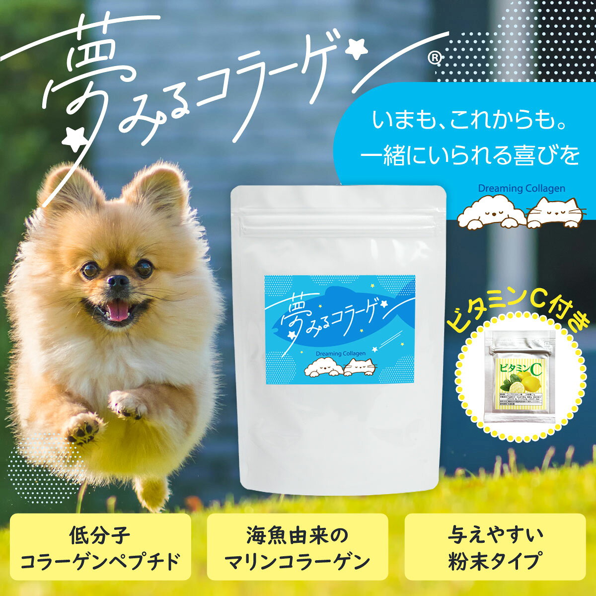 【8/1 要エントリー最大100％ポイントバック】犬用 サプリ 夢みるコラーゲン 100g 追跡可能メール便のみ送料無料（同梱・代引き不可） 国産 関節 皮膚 被毛 ビタミンC付 サプリメント 海魚 国産 高齢 無添加 添加物不使用 保存料不使用 コラーゲンパウダー 粉末 dogparadise-10040629 ドッグパラダイスぷらすニャン サンプル画像2