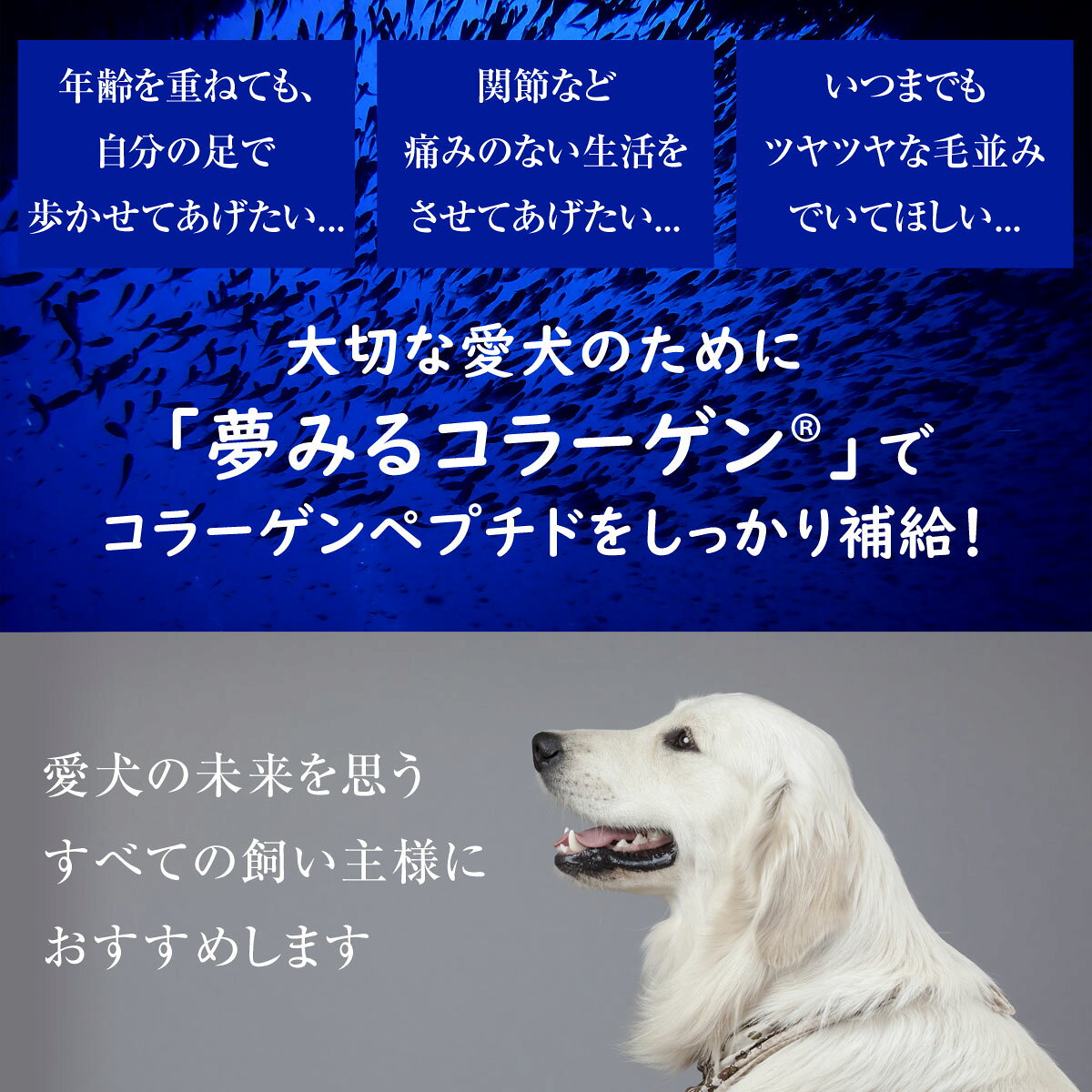 【8/1 要エントリー最大100％ポイントバック】犬用 サプリ 夢みるコラーゲン 100g 追跡可能メール便のみ送料無料（同梱・代引き不可） 国産 関節 皮膚 被毛 ビタミンC付 サプリメント 海魚 国産 高齢 無添加 添加物不使用 保存料不使用 コラーゲンパウダー 粉末 dogparadise-10040629 ドッグパラダイスぷらすニャン サンプル画像3