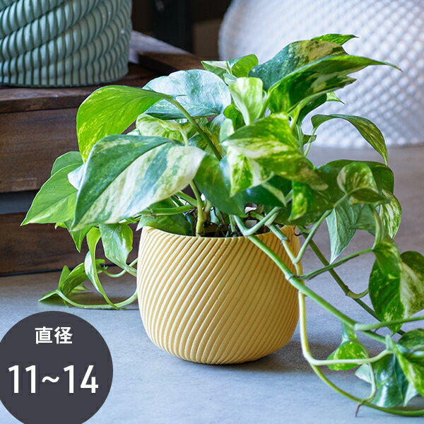 Rakuten - 【マラソン期間中 P5倍】 植木鉢 リップルラウンドポット 鉢 ガーデニング インテリア おしゃれ モダン マンション ベランダ ガーデン 玄関 テラス 屋内 屋外 観葉植物 底穴あり イエロー