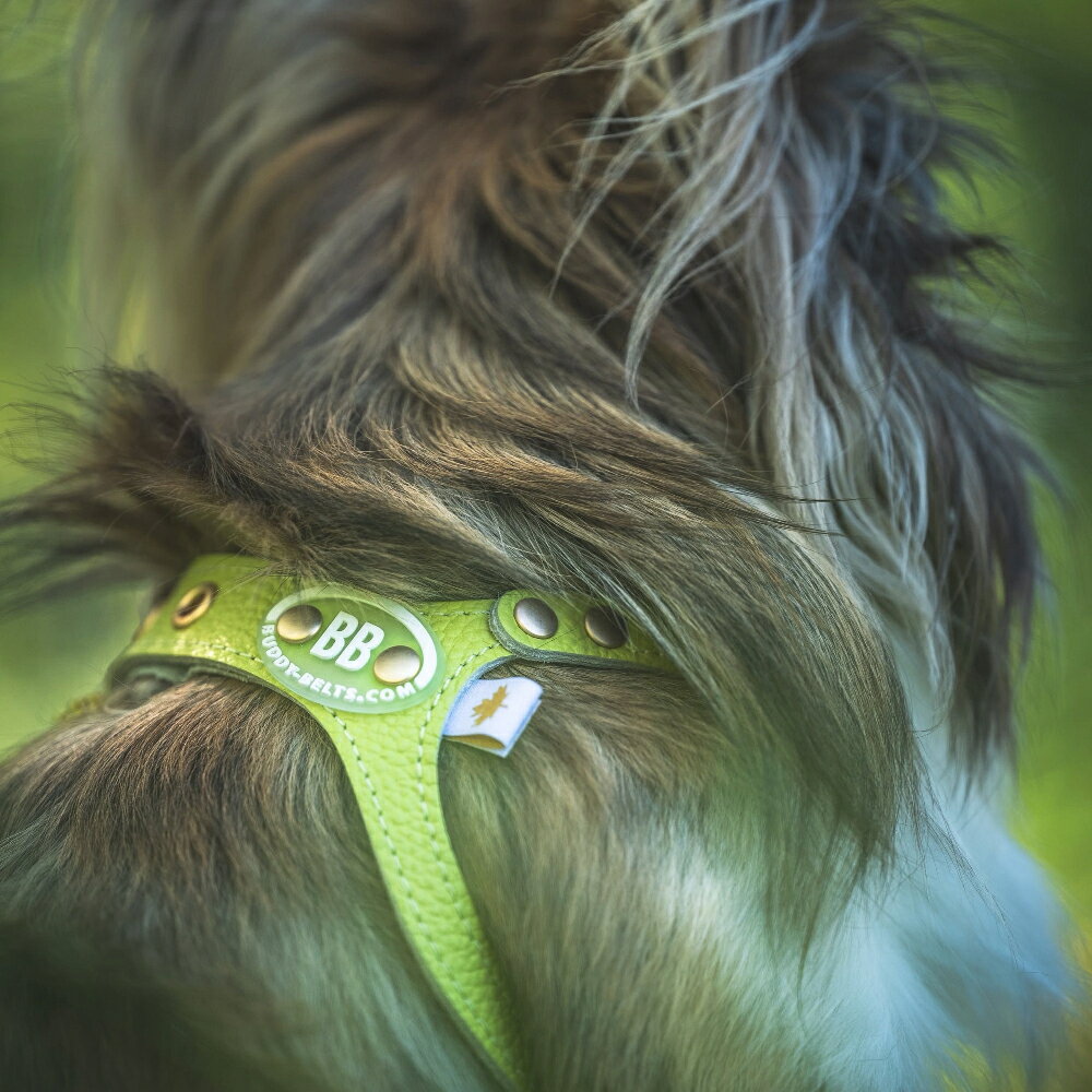 バディーベルト ハーネス ピスタチオ 2号 スワロフスキークリスタル付 Pistachio 小型犬 中型犬 ペット レザー 本革 BUDDYBELT バディベルト 犬用 胴輪 リングハーネス メガネハーネス バディーベルト正規輸入代理店 首輪 犬の首や気管に優しい究極のハーネス 卸販売 dogskip-10091263 犬服,ドッグウェア DogSkip サンプル画像3