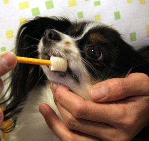 �ӥХƥå� �������ѻ��֥饷 �������