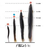 活どじょう　500g 小　ドジョウ