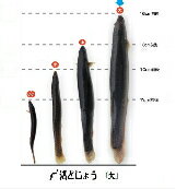 活どじょう　1kg 大　ドジョウ