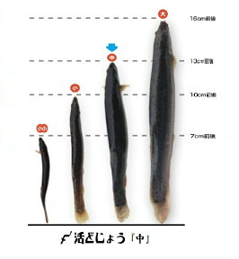 【レビューを書いて増量キャンペーン】食用 どじょう 500g 中【約13cm 約60匹】活 どじょう 生体 ドジョウ 柳川 鍋 ドジョウ 唐揚げ 料理用：どじょうの大河 ドジョウ 蒲焼 新鮮 ドジョウ