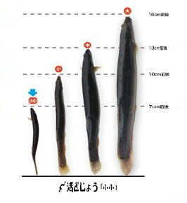 【レビューを書いて増量キャンペーン】食用 どじょう 1kg 小小【約7cm 約500匹】活 どじょう 生体 ドジョウ 柳川 鍋 ドジョウ 唐揚げ 料理用：どじょうの大河 ドジョウ 蒲焼 新鮮 ドジョウ