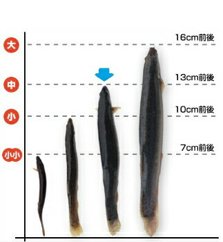 【レビューを書いて増量キャンペーン】食用 どじょう 1kg 中【約13cm 約120匹】活 どじょう 生体 ドジョウ 柳川 鍋 …