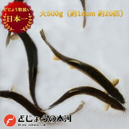 【 どじょう 日本一】 えさ どじょう 500g 大 【約16cm 約20匹】 えさ 活どじょう 釣り エサ 熱帯魚 古代魚 エサ に どじょう (食用OK)： どじょうの大河 ドジョウ 生き餌 生餌 生体 餌