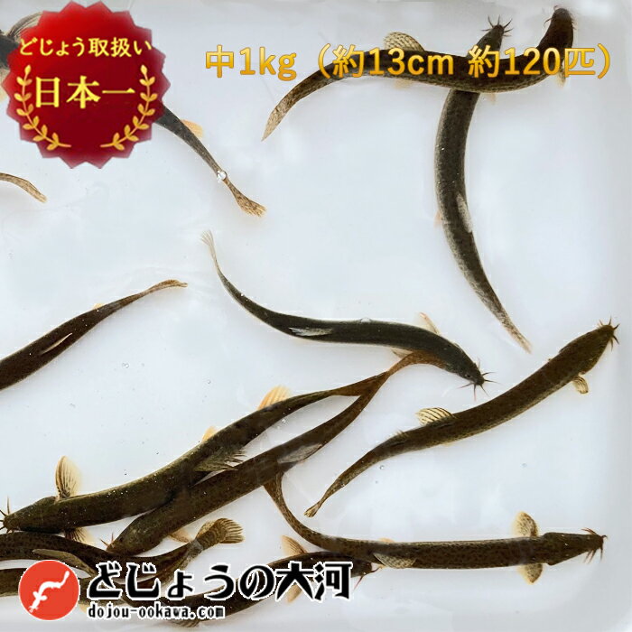   ǂ傤 {   ǂ傤 1kg   13cm 120C   ǂ傤 ނ GT Mы Ñ㋛ GT  ǂ傤 (HpOK)F ǂ傤̑ hWE a a  a