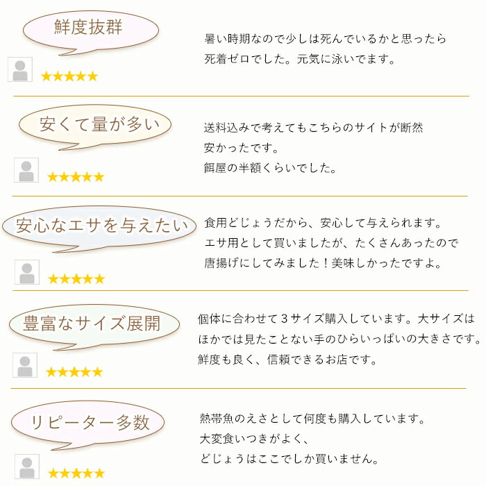 【 どじょう 日本一】 えさ どじょう 1kg 小小 【約7cm 約500匹】 えさ 活どじょう 釣り エサ 熱帯魚 古代魚 エサ に どじょう (食用OK)： どじょうの大河 ドジョウ 生き餌 生餌 生体 餌 3