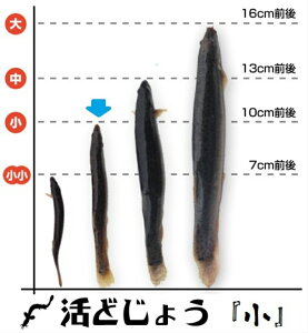 【レビューを書いて増量キャンペーン】食用 どじょう 500g 小【約10cm 約120匹】活 どじょう 生体 ドジョウ 柳川 鍋 ドジョウ 唐揚げ 料理用：どじょうの大河 ドジョウ 蒲焼 新鮮 ドジョウ