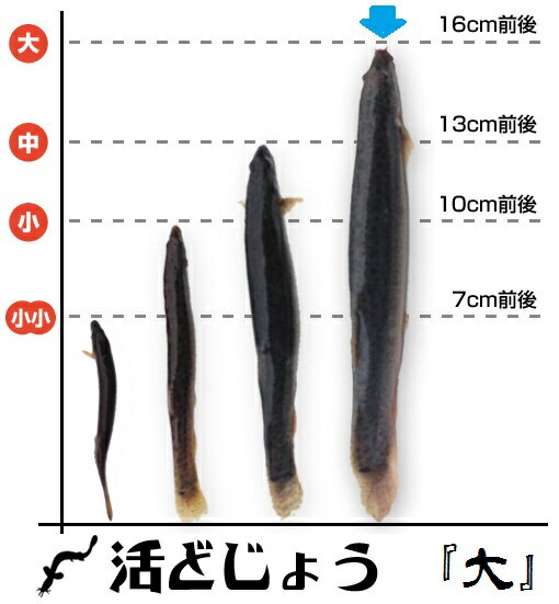 【どじょう日本一】活 どじょう 200g 大【約16cm 約8匹】 食用 どじょう 生体 ドジョウ の 柳川 鍋 ドジョウ の 唐揚げ など料理用：どじょう の大河ドジョウ の 蒲焼 新鮮 どじょう