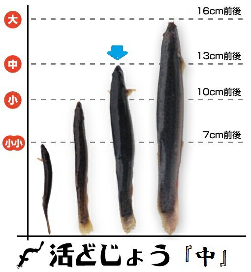 【レビューを書いて増量キャンペーン】食用 どじょう 200g 中【約13cm 約24匹】活 どじょう 生体 ドジョウ 柳川 鍋 ドジョウ 唐揚げ 料理用：どじょうの大河 ドジョウ 蒲焼 新鮮 ドジョウ