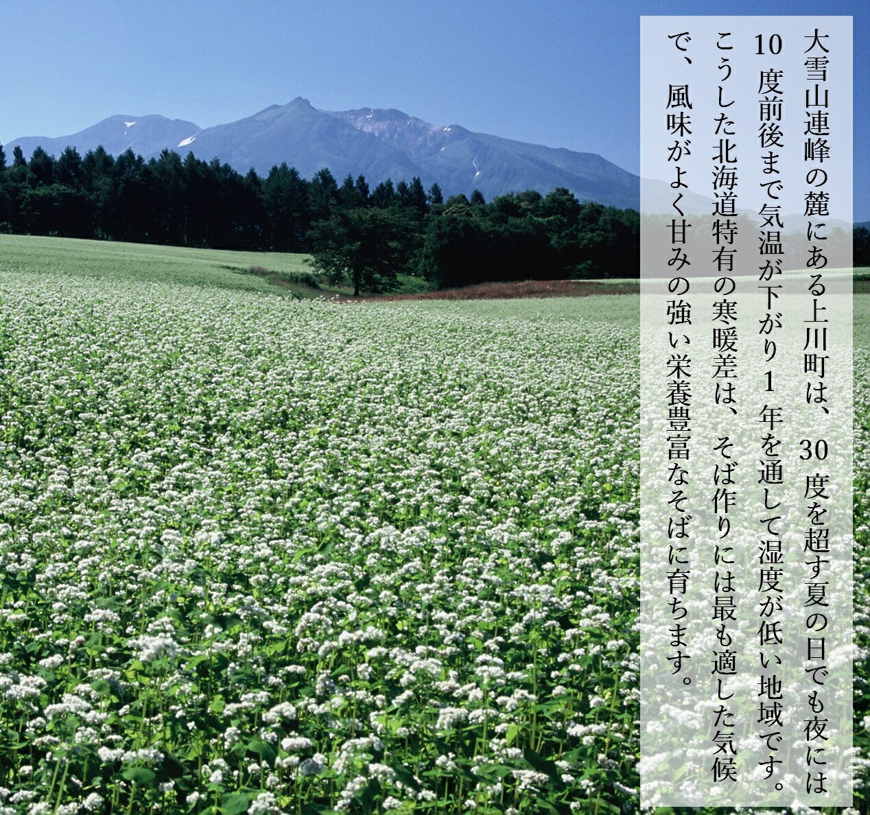 【1ケース】クッキングフラワー薄力小麦粉　日清フーズ　150g　6個×4