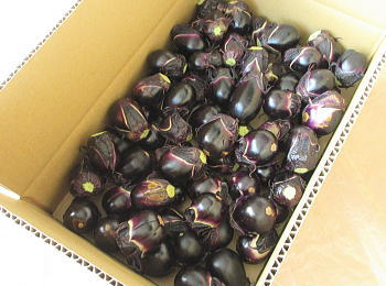 丸 小なす 漬け物用 2kg バラ詰 山形県産/クール便 丸 小なす 漬け物用 2kg バラ詰 山形県産/クール便