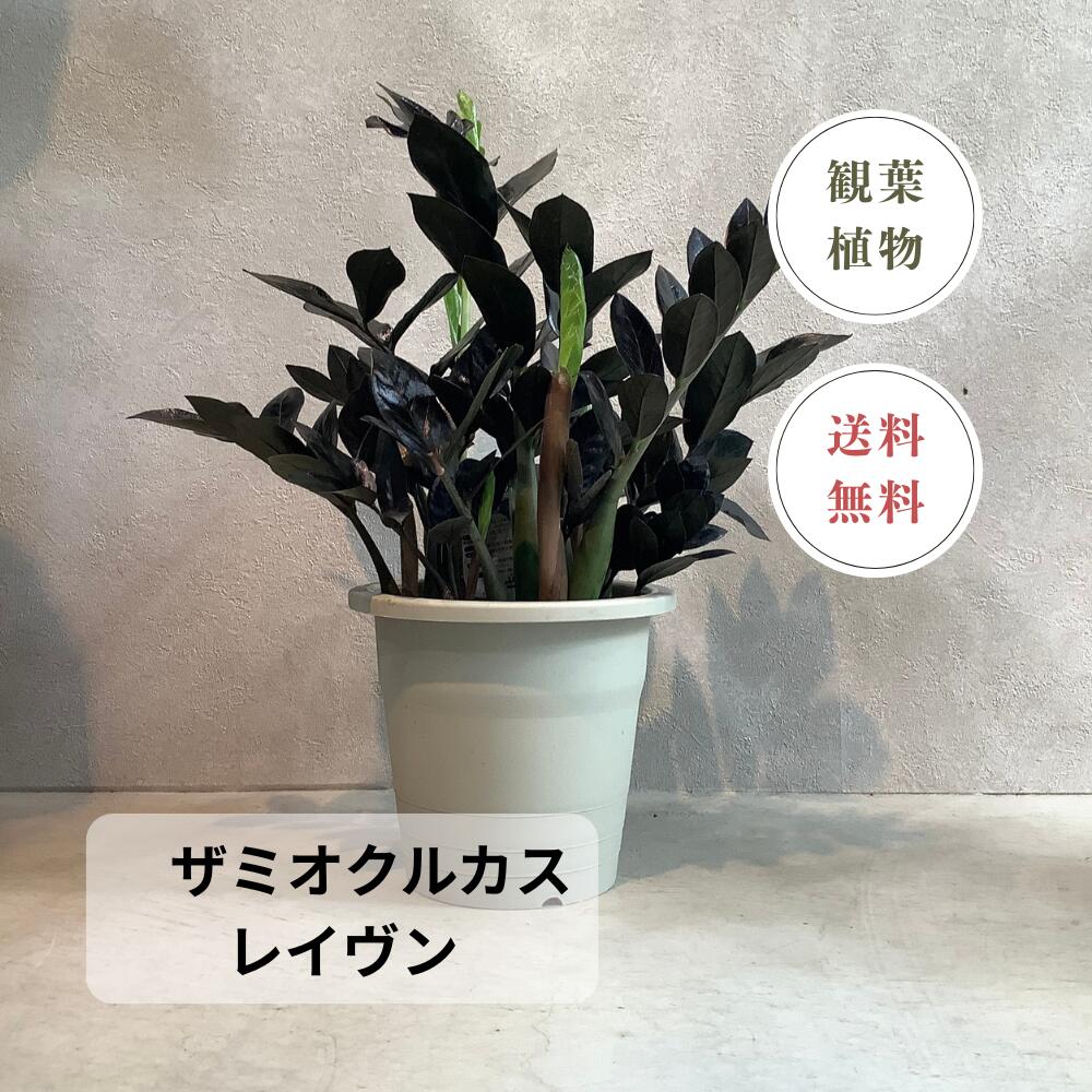 【ザミオクルカス レイヴン】 観葉植物 黒葉 室内 インテリア おしゃれ 耐陰性 初心者向け 育てやすい 希少