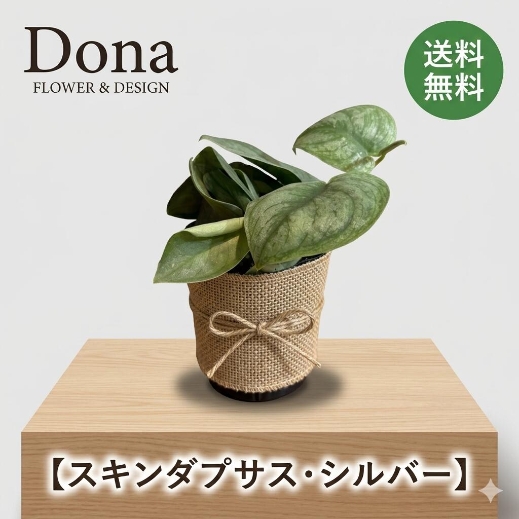 Rakuten - 【スキンダプサス・シルバー 】観葉植物　鈍く輝く銀色の斑 おしゃれ ピクタス アルギレウス つる性 インテリア 室内 ミニ 鉢植え 希少 サトイモ科 ギフト プレゼント 送料無料