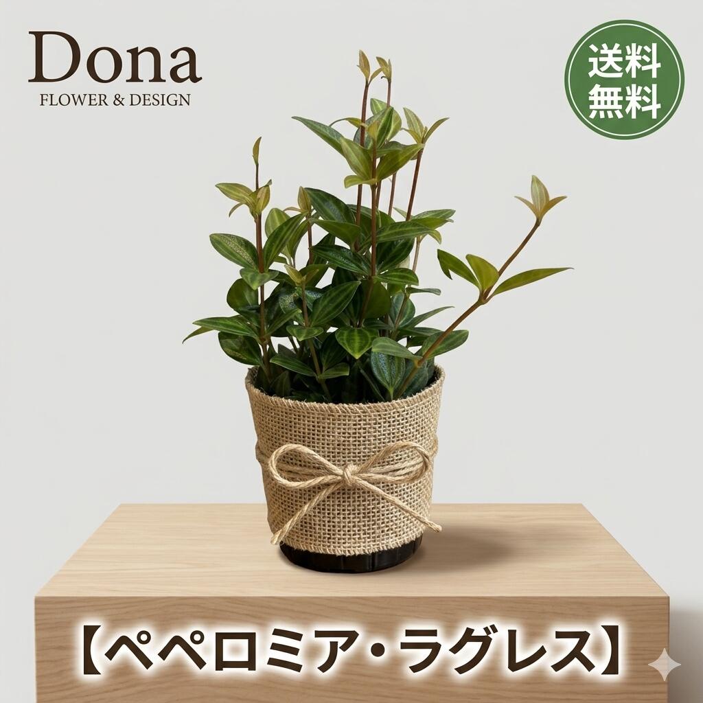 Rakuten - 【ペペロミア・ラグレス】 観葉植物 おしゃれ ミニ インテリア 室内 鉢植え 斑入り 葉脈 深い溝 アンティーク シック 初心者 育てやすい ギフト プレゼント 希少種 送料無料
